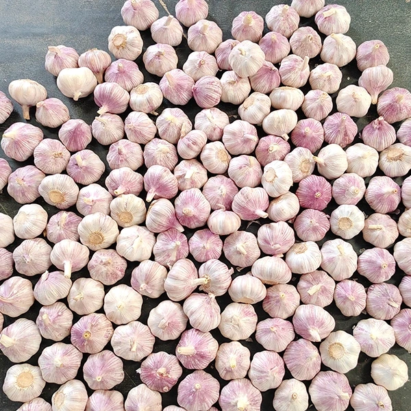 Huaang Food Processing компани шинэ сармис нийлүүлэх сүлжээгээ өргөжүүлж байгаагаа зарлалаа