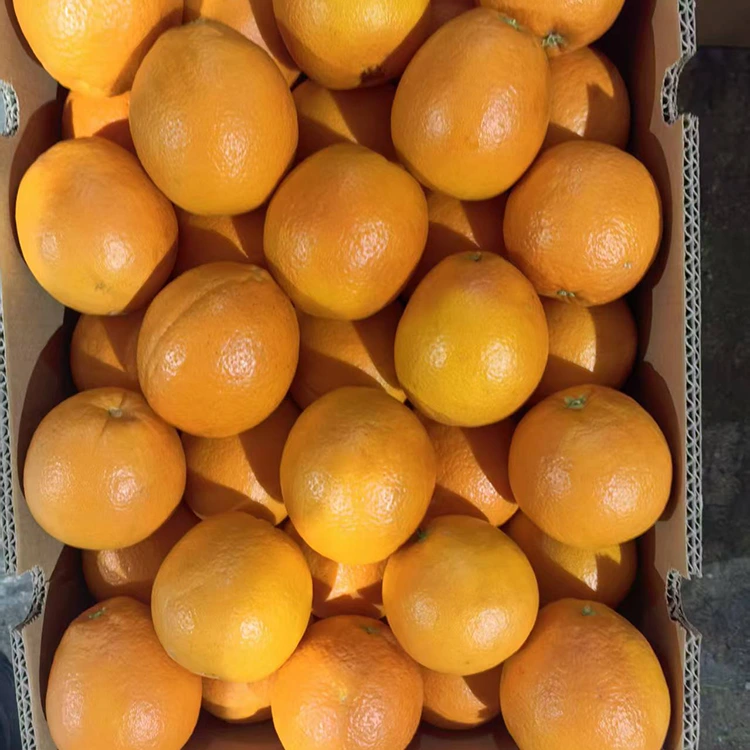 Premium Fresh Juicy Sweet Navel Oranges